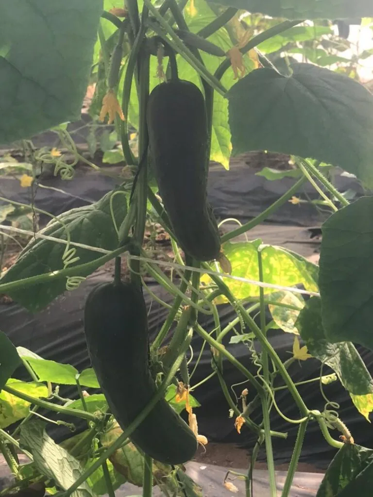 Concombre biologique arrivé à maturité dans une serre EDEN Agro-Business — 1