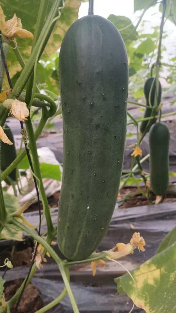 Concombre biologique arrivé à maturité dans une serre EDEN Agro-Business — 2