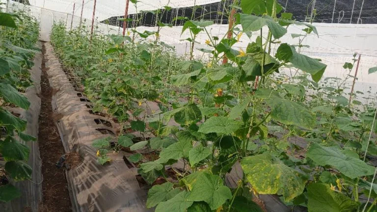 Concombre biologique arrivé à maturité dans une serre EDEN Agro-Business — 3