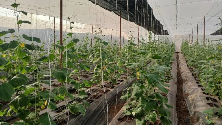 Rangées de culture sous serre chez EDEN Agro-Business à Forécariah, Guinée — 1