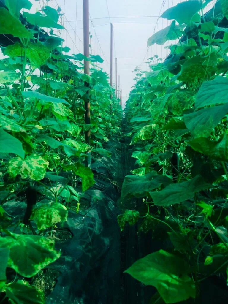 Jeune plant en croissance dans une serre EDEN Agro-Business — 1
