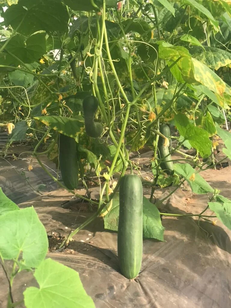Concombre biologique arrivé à maturité dans une serre EDEN Agro-Business — 4