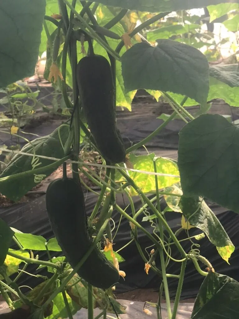 Concombre biologique arrivé à maturité dans une serre EDEN Agro-Business — 5