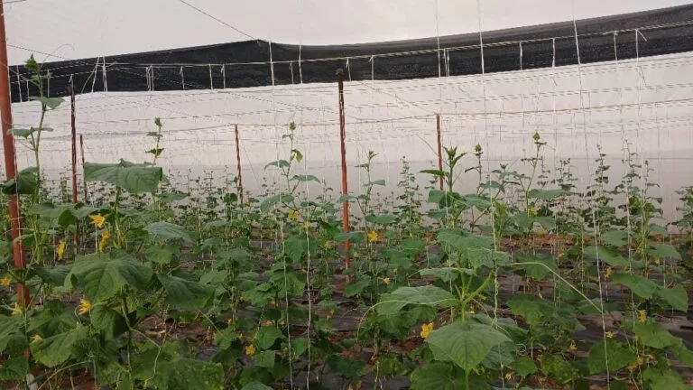 Rangées de culture sous serre chez EDEN Agro-Business à Forécariah, Guinée — 2
