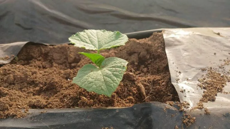 Jeune plant en croissance dans une serre EDEN Agro-Business — 2