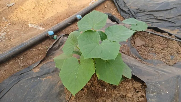 Jeune plant en croissance dans une serre EDEN Agro-Business — 3