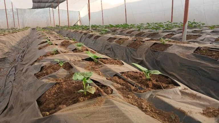 Préparation des planches de culture avant plantation, EDEN Agro-Business — 1