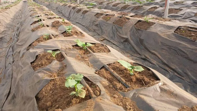 Rangées de culture sous serre chez EDEN Agro-Business à Forécariah, Guinée — 3