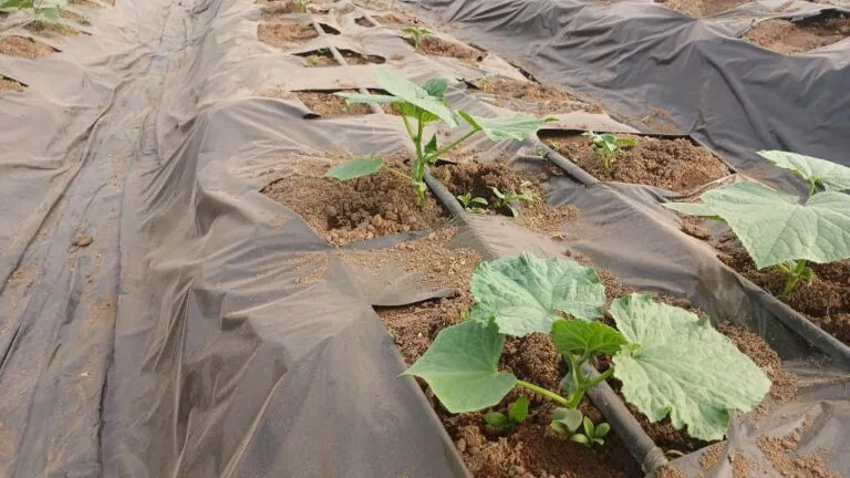 Préparation des planches de culture avant plantation, EDEN Agro-Business — 2