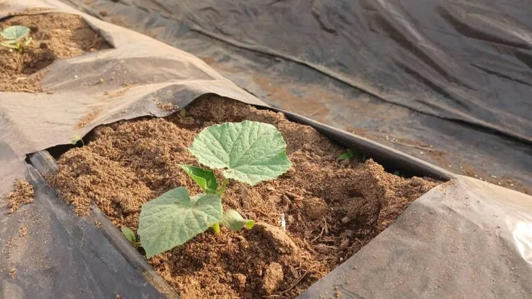 Jeune plant en croissance dans une serre EDEN Agro-Business — 4