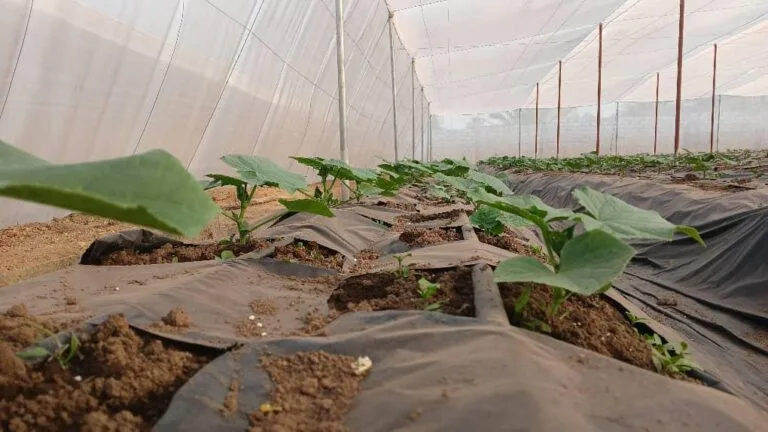 Préparation des planches de culture avant plantation, EDEN Agro-Business — 3