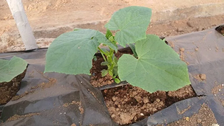 Jeune plant en croissance dans une serre EDEN Agro-Business — 5