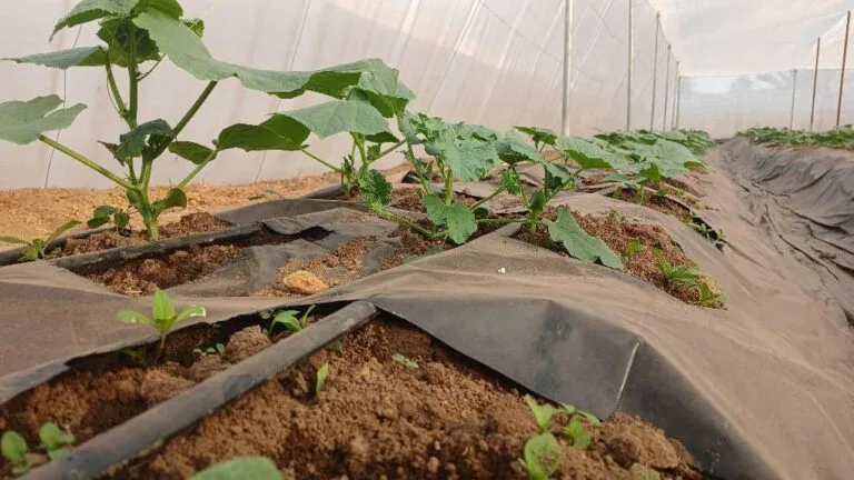 Jeune plant en croissance dans une serre EDEN Agro-Business — 6