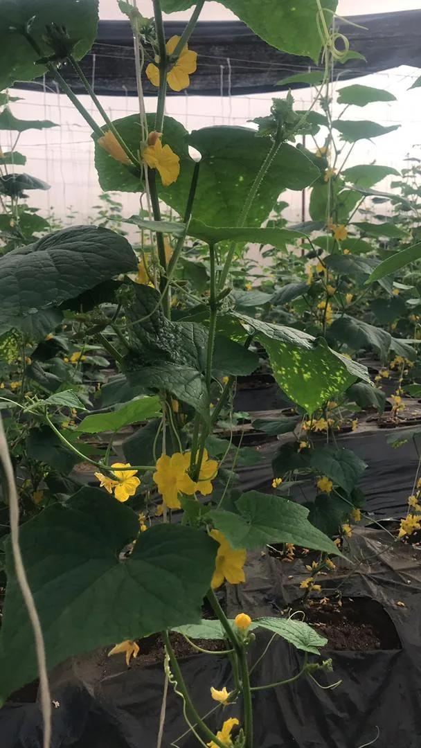 Floraison des plants annonçant la prochaine récolte, serres EDEN Agro-Business — 1