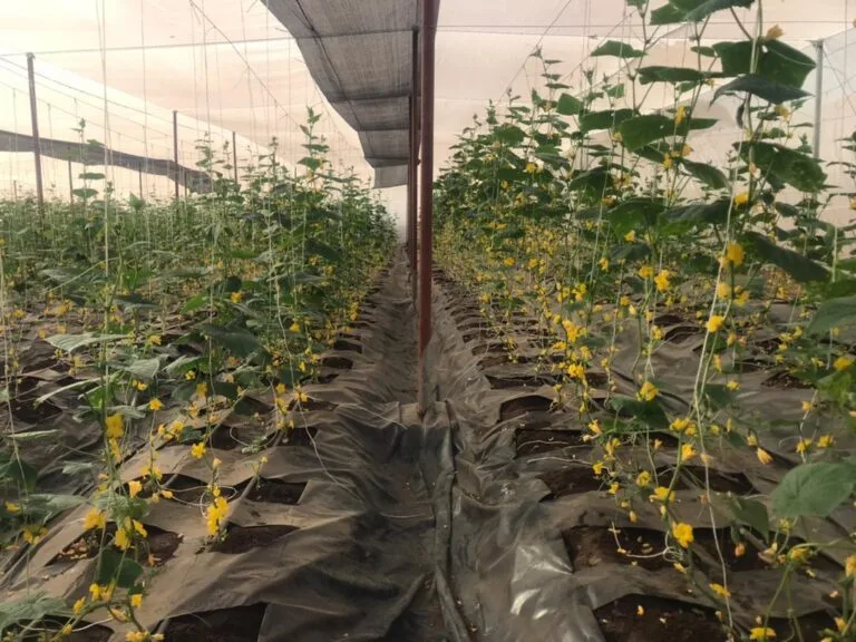 Rangées de culture sous serre chez EDEN Agro-Business à Forécariah, Guinée — 5