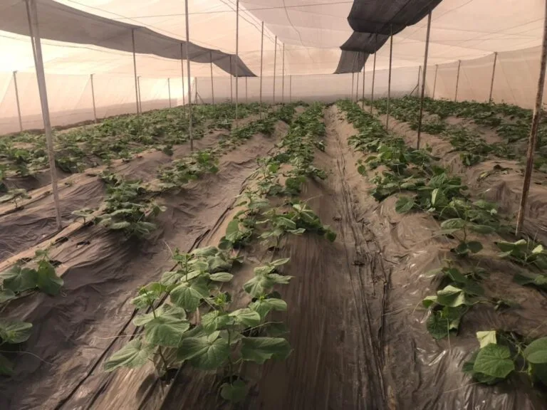 Rangées de culture sous serre chez EDEN Agro-Business à Forécariah, Guinée — 6