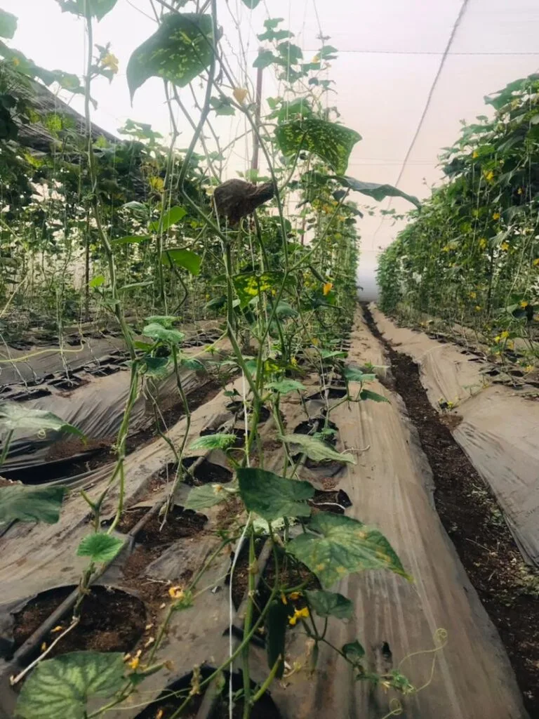Rangées de culture sous serre chez EDEN Agro-Business à Forécariah, Guinée — 7