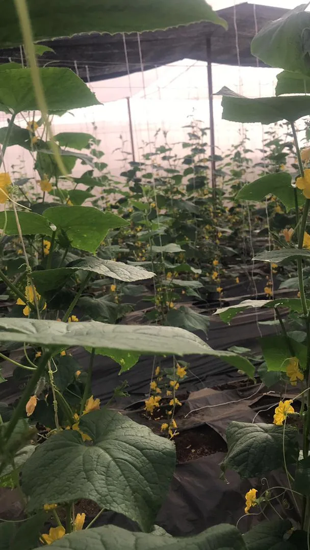 Rangées de culture sous serre chez EDEN Agro-Business à Forécariah, Guinée — 8