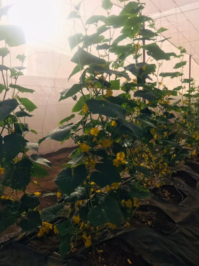 Préparation des planches de culture avant plantation, EDEN Agro-Business — 4