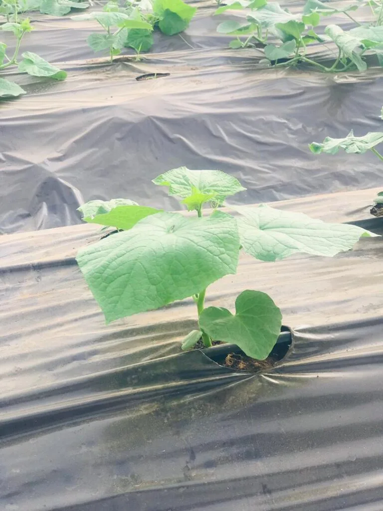 Jeune plant en croissance dans une serre EDEN Agro-Business — 7