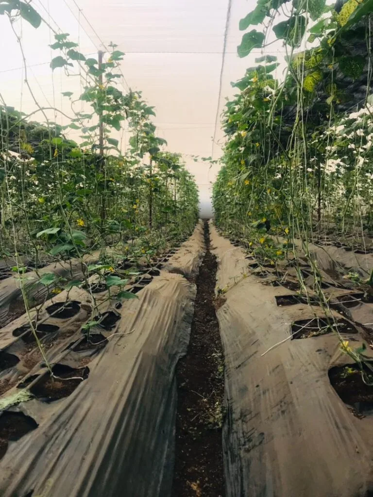 Rangées de culture sous serre chez EDEN Agro-Business à Forécariah, Guinée — 9