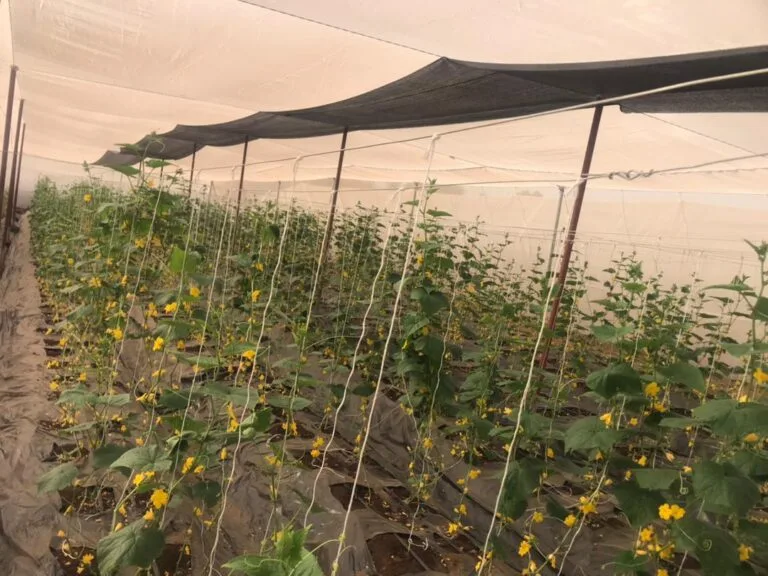 Rangées de culture sous serre chez EDEN Agro-Business à Forécariah, Guinée — 10