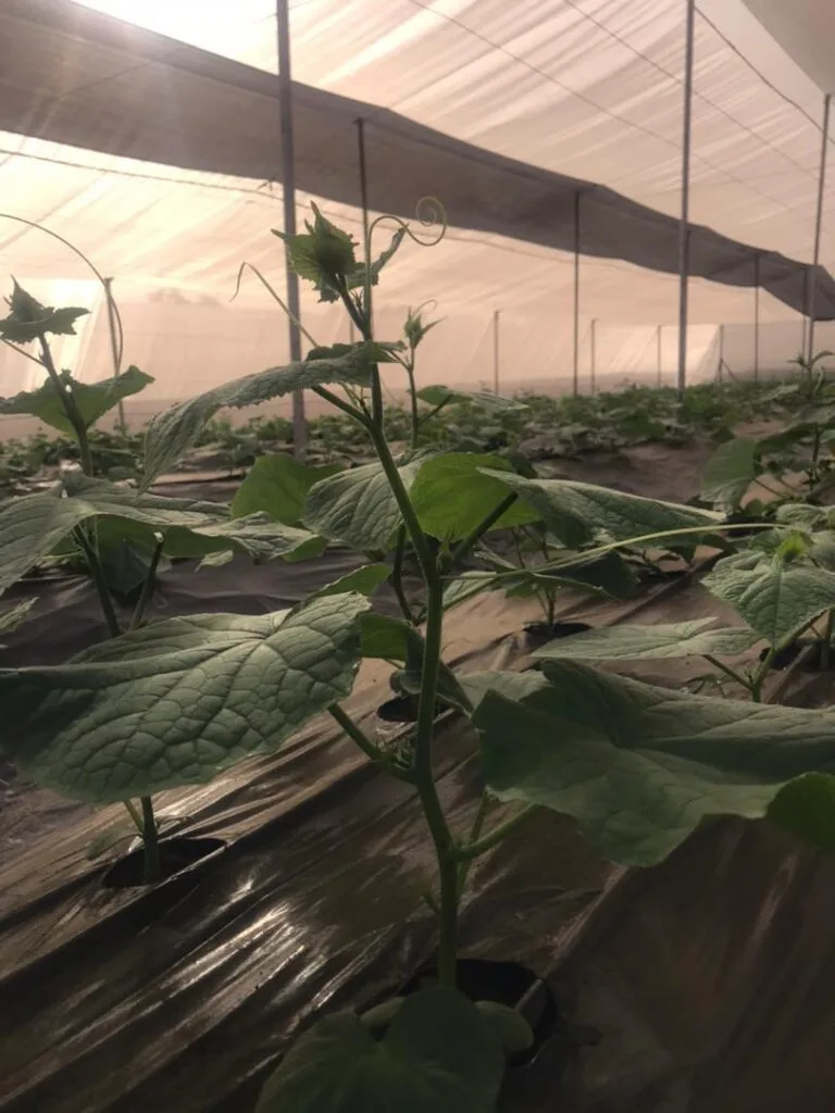 Jeune plant en croissance dans une serre EDEN Agro-Business — 8