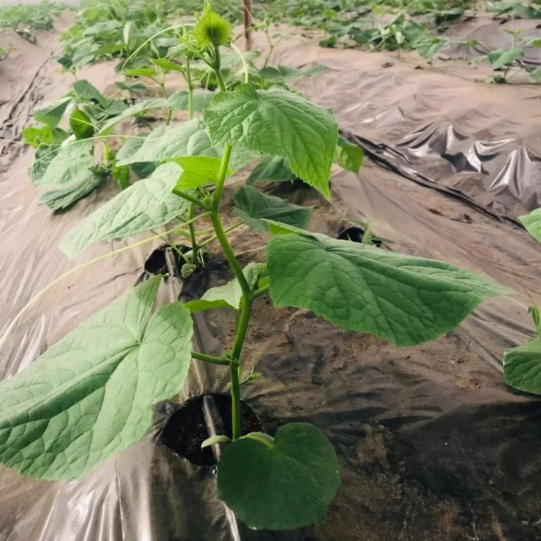 Jeune plant en croissance dans une serre EDEN Agro-Business — 9