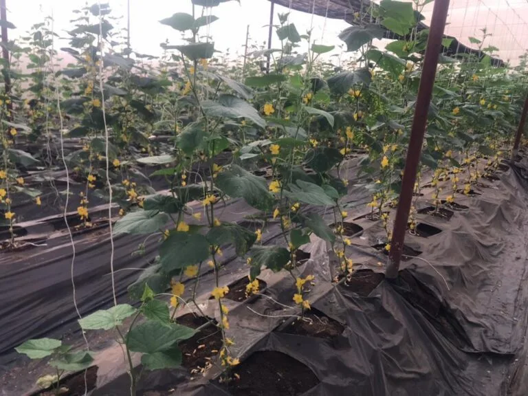 Rangées de culture sous serre chez EDEN Agro-Business à Forécariah, Guinée — 11