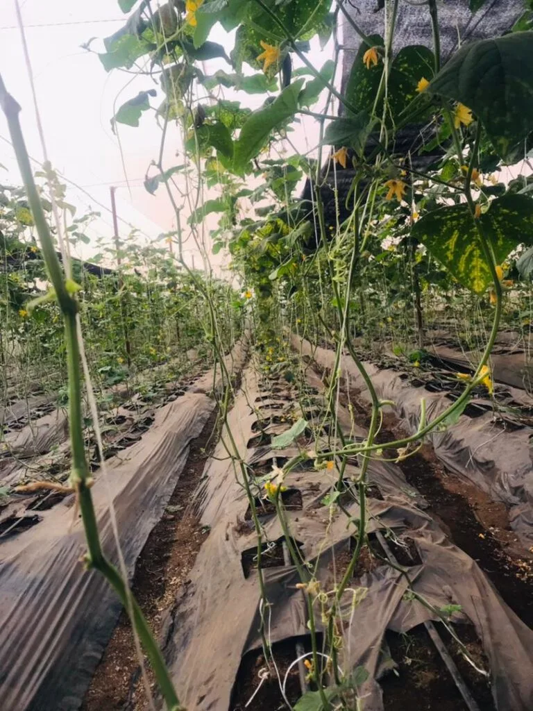 Rangées de culture sous serre chez EDEN Agro-Business à Forécariah, Guinée — 13