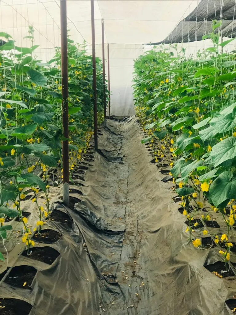 Rangées de culture sous serre chez EDEN Agro-Business à Forécariah, Guinée — 14