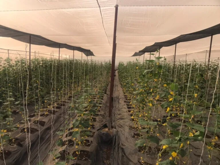 Rangées de culture sous serre chez EDEN Agro-Business à Forécariah, Guinée — 15