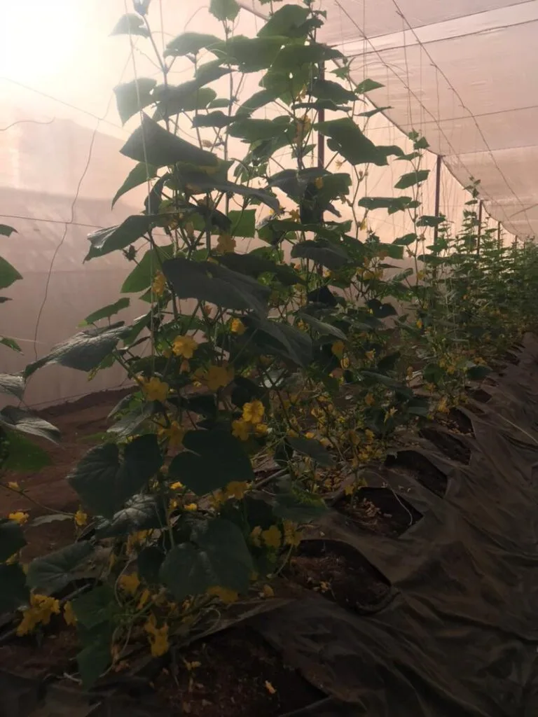 Floraison des plants annonçant la prochaine récolte, serres EDEN Agro-Business — 3