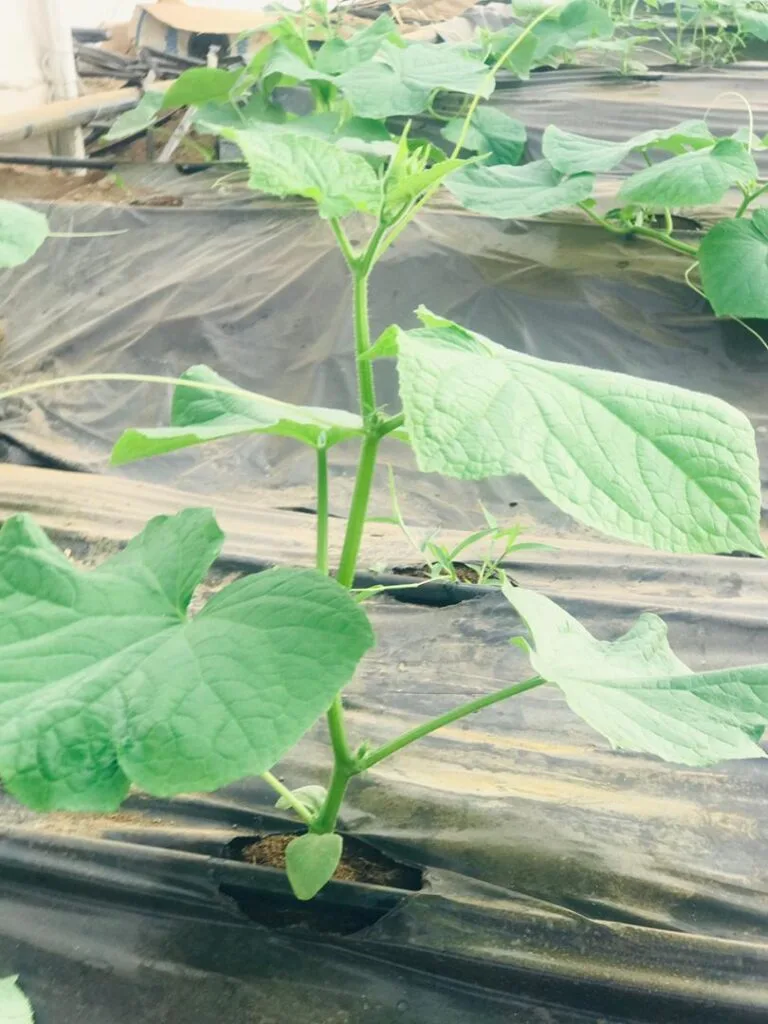 Jeune plant en croissance dans une serre EDEN Agro-Business — 10