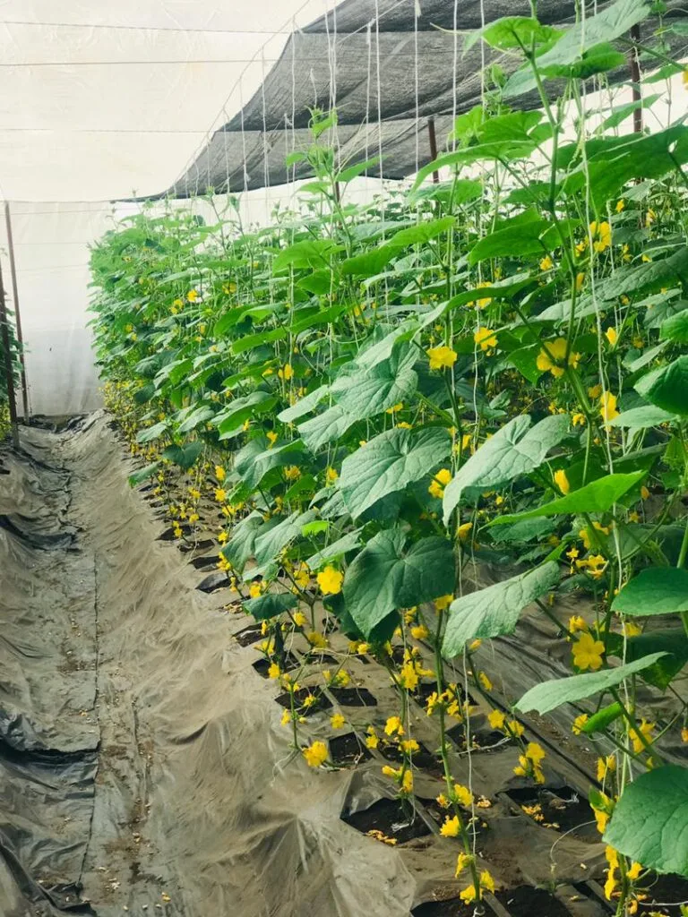 Rangées de culture sous serre chez EDEN Agro-Business à Forécariah, Guinée — 16