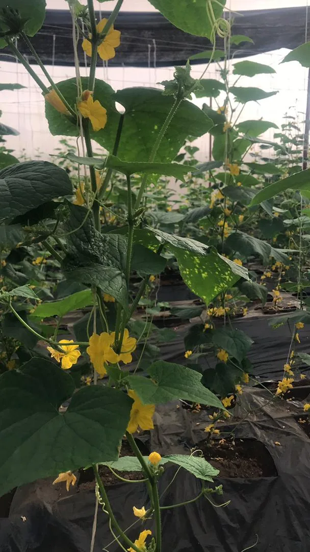 Floraison des plants annonçant la prochaine récolte, serres EDEN Agro-Business — 4