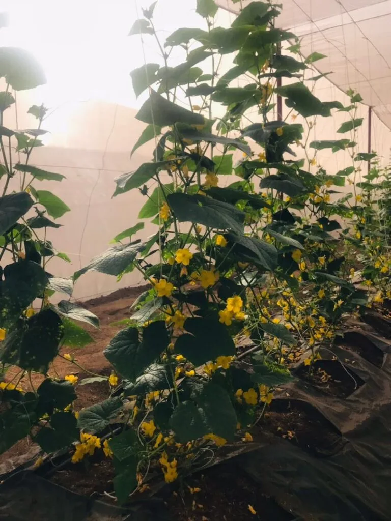 Floraison des plants annonçant la prochaine récolte, serres EDEN Agro-Business — 5