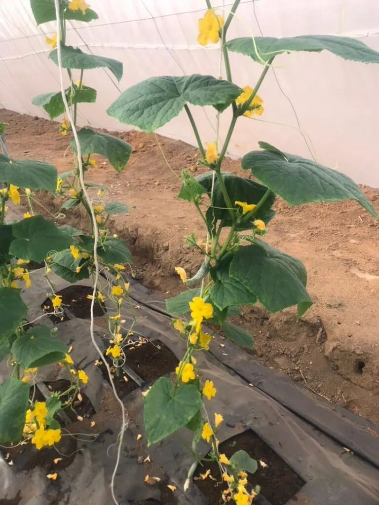 Jeune plant en croissance dans une serre EDEN Agro-Business — 11