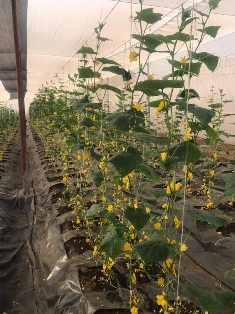 Floraison des plants annonçant la prochaine récolte, serres EDEN Agro-Business — 6
