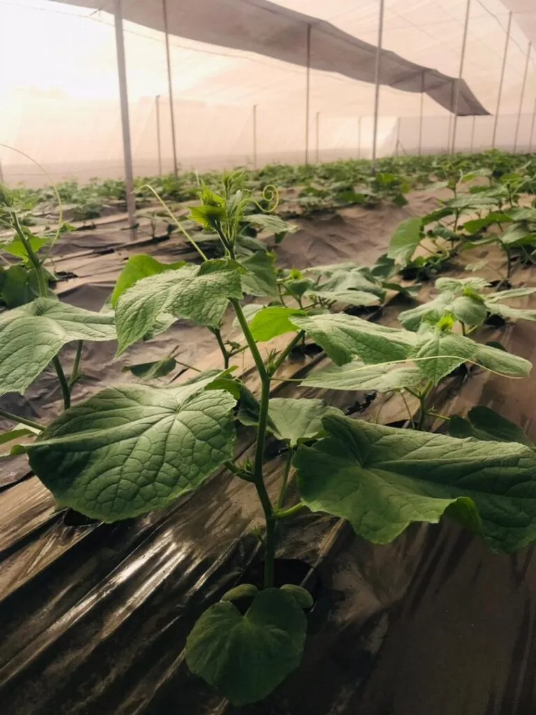 Rangées de culture sous serre chez EDEN Agro-Business à Forécariah, Guinée — 17