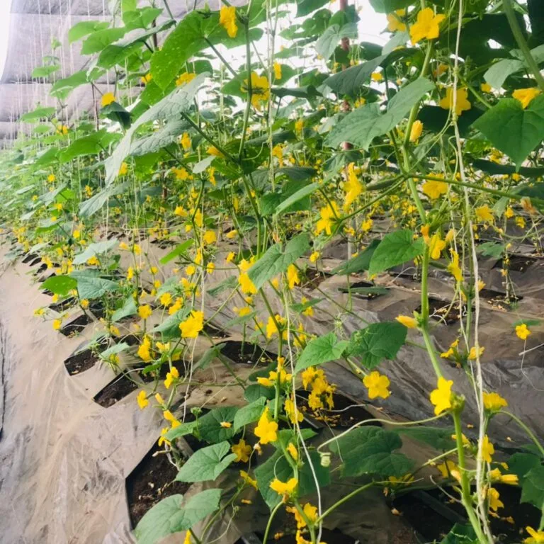 Jeune plant en croissance dans une serre EDEN Agro-Business — 12