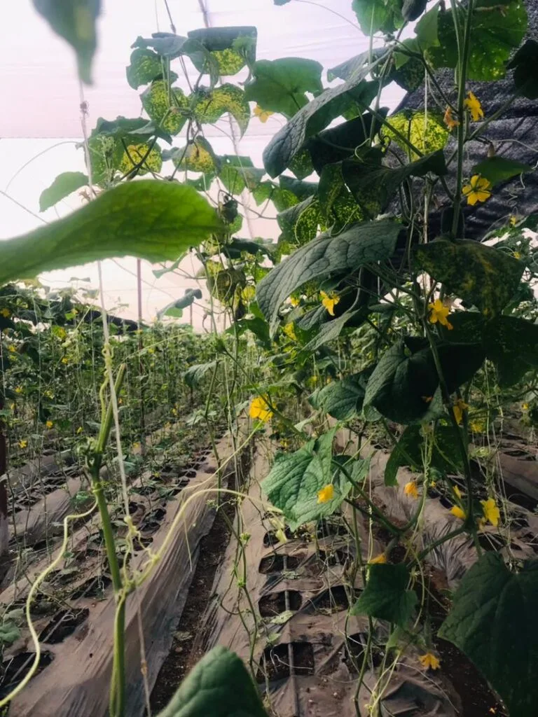 Floraison des plants annonçant la prochaine récolte, serres EDEN Agro-Business — 7