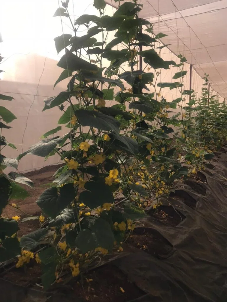 Floraison des plants annonçant la prochaine récolte, serres EDEN Agro-Business — 8