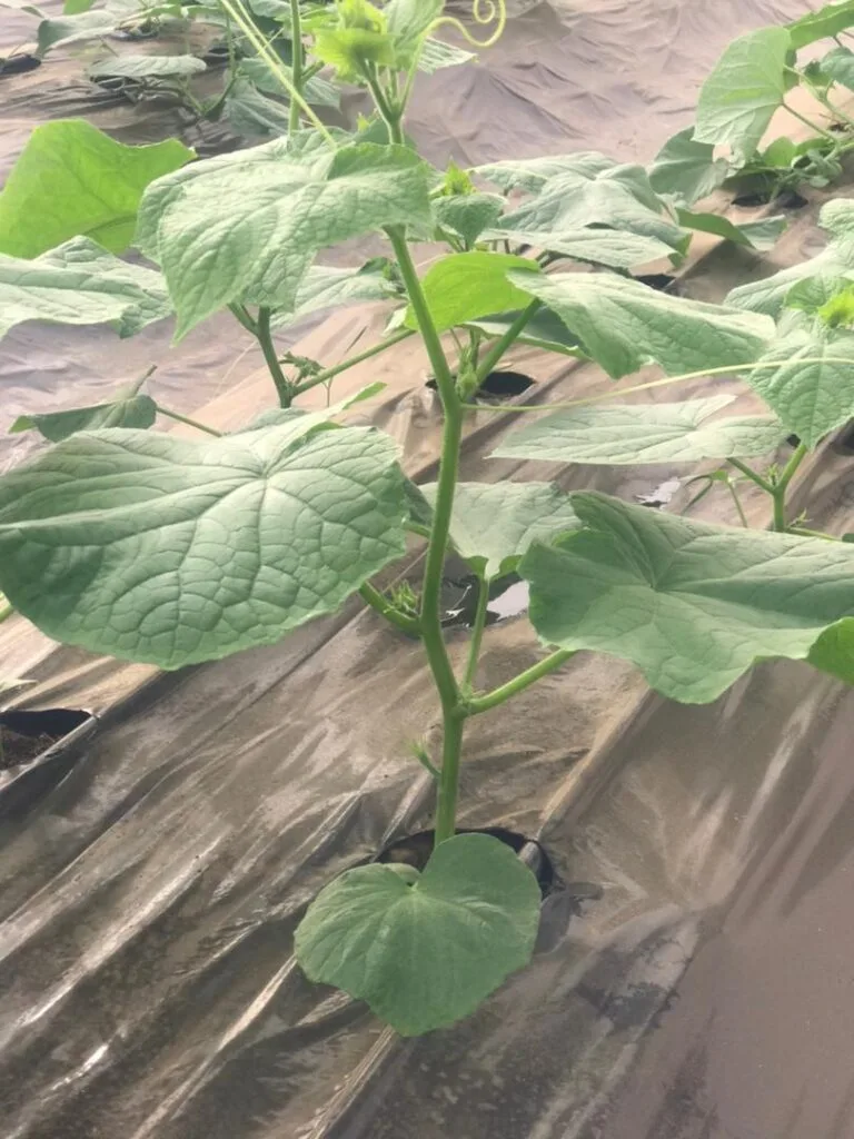Jeune plant en croissance dans une serre EDEN Agro-Business — 14