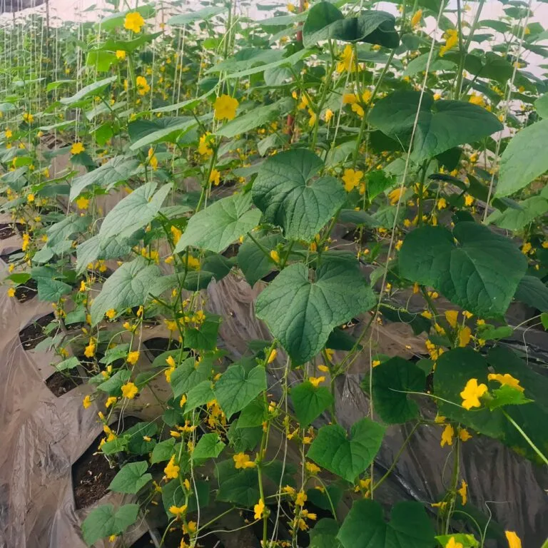 Floraison des plants annonçant la prochaine récolte, serres EDEN Agro-Business — 9