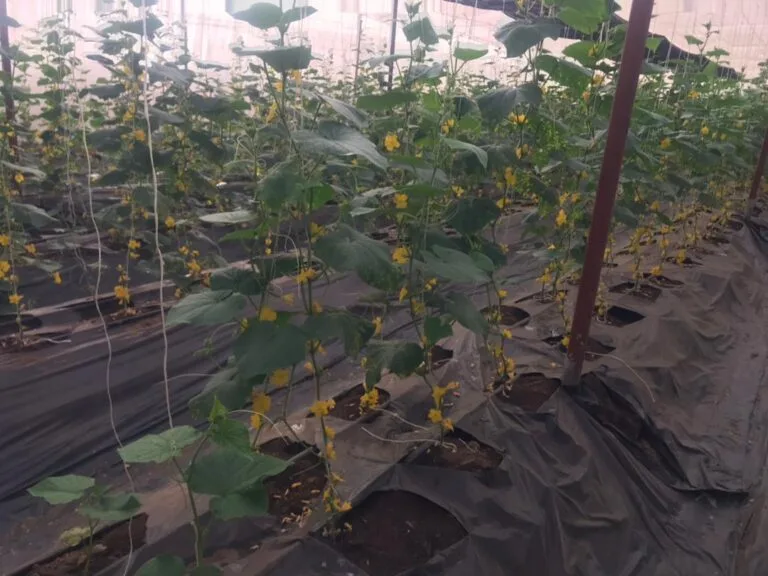 Floraison des plants annonçant la prochaine récolte, serres EDEN Agro-Business — 10